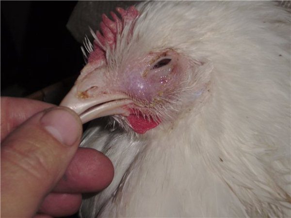 Kana valk liigeste raviks Millised on kate kuunarnukid