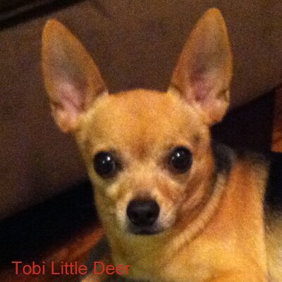 Chihuahua tobi