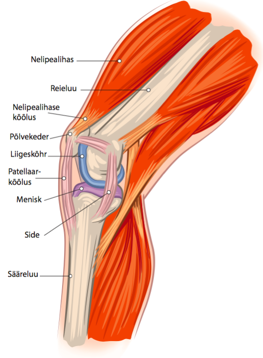 Kuidas ravida jalgade liigeste ja lihaste liigeseid Mis on kaes kaes liigesed