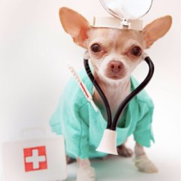 Chihuahua liigeste haigused Liigeste ja luude maiustused