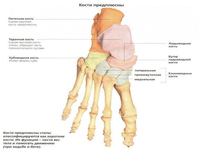 Keskmise liigese jala artroos Mazi ola liigese raviks