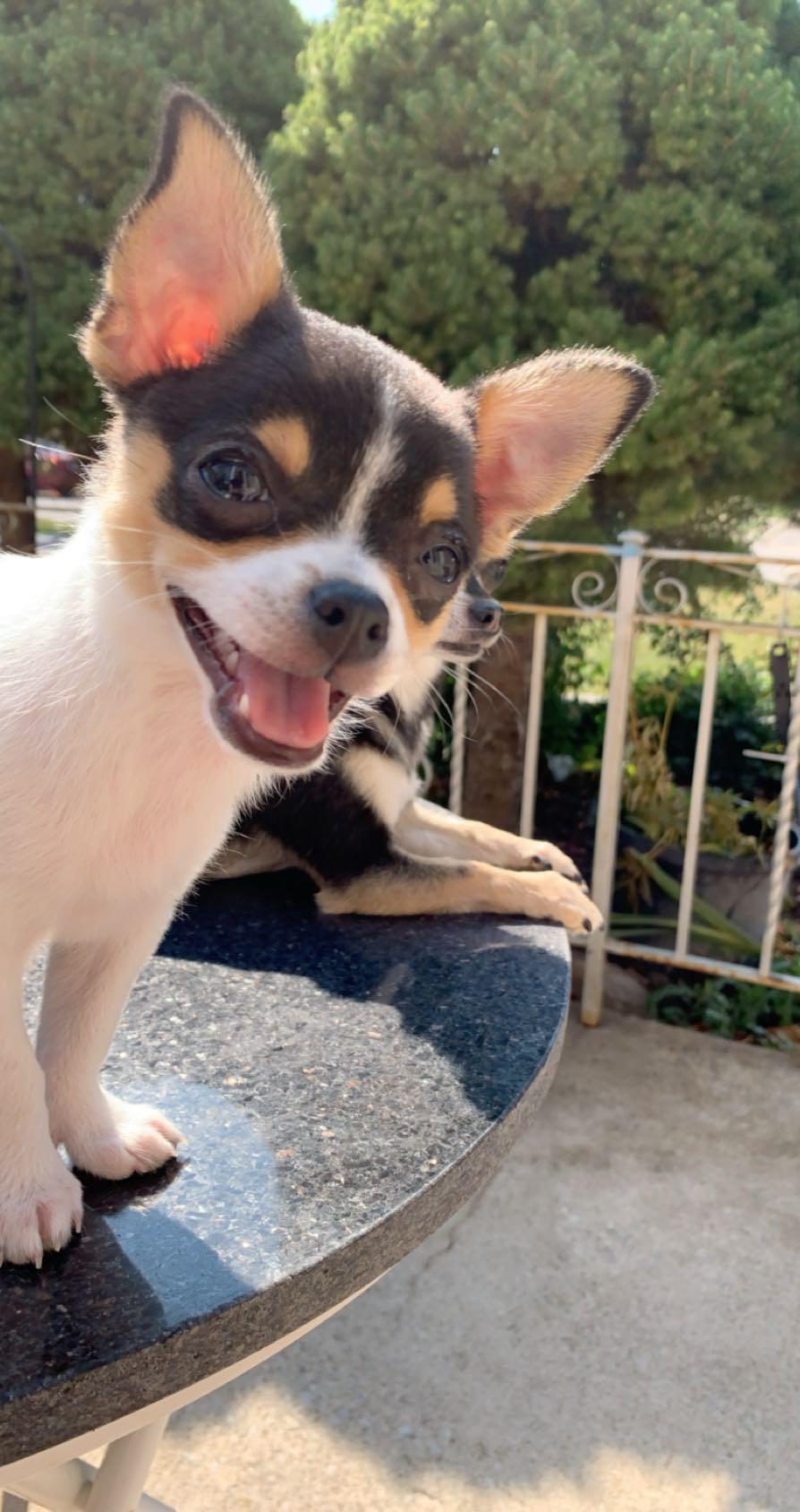Chihuahua tobi