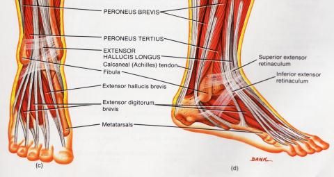 Kuidas ravida jalgade liigeste ja lihaste liigeseid Valu sormede kaes liigestes