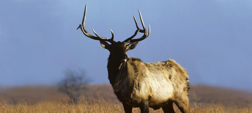 Sustav salv Elk