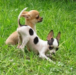Chihuahua liigeste haigused Ekslemine valu liigesed